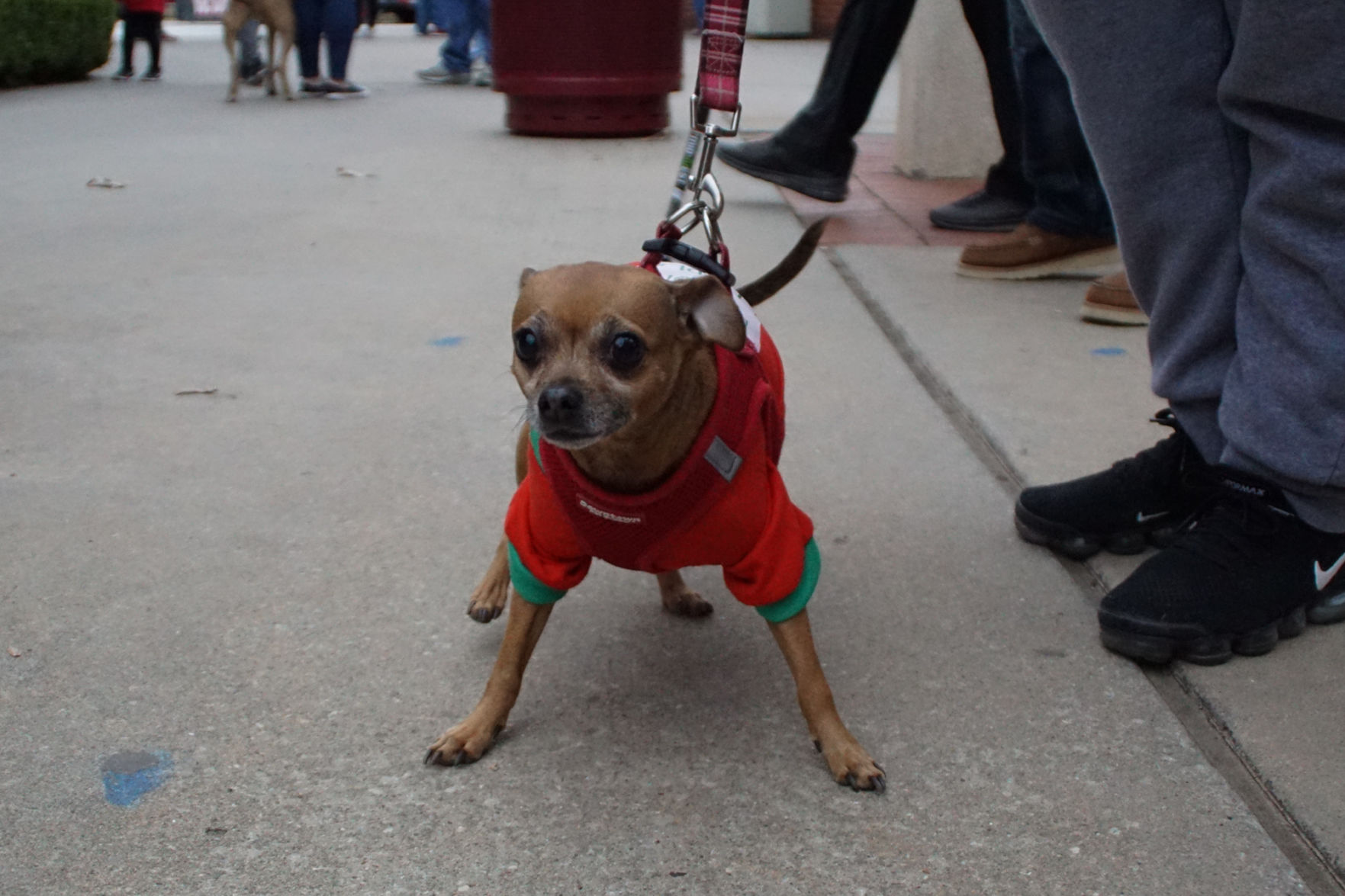 Bark in the Park